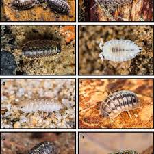 Attēlu rezultāti vaicājumam “Ligidium hypnorum”