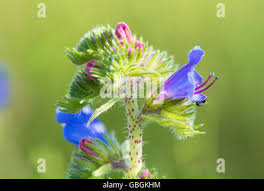 Attēlu rezultāti vaicājumam “Echium vulgare bud”