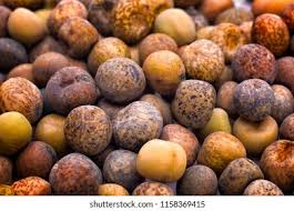 Attēlu rezultāti vaicājumam “Pisum sativum fruit”