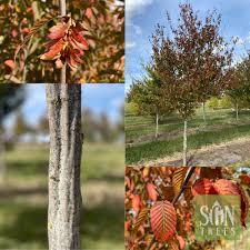 Attēlu rezultāti vaicājumam “Carpinus caroliniana male flower”