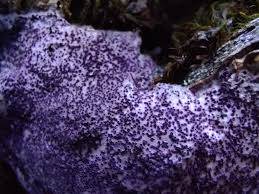 Attēlu rezultāti vaicājumam “Nectriopsis violacea”