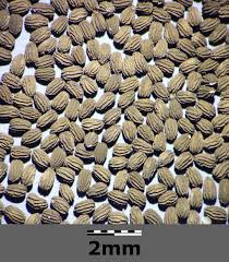 Attēlu rezultāti vaicājumam “Microrrhinum minus”