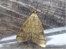 Attēlu rezultāti vaicājumam “Mecyna flavalis”