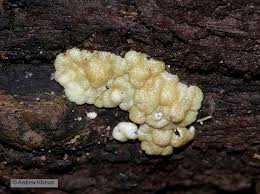 Attēlu rezultāti vaicājumam “Hypocrea gelatinosa”