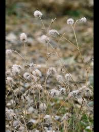Attēlu rezultāti vaicājumam “Trifolium arvense flower”
