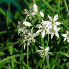 Image result for Schnittknoblauch