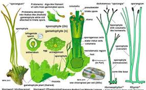 Attēlu rezultāti vaicājumam “Anthocerotopsida”