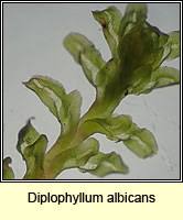 Attēlu rezultāti vaicājumam “Diplophyllum albicans”