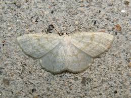 Attēlu rezultāti vaicājumam “Cabera exanthemata”