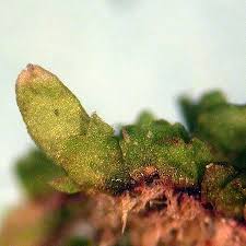 Attēlu rezultāti vaicājumam “Lophozia longiflora”