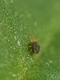 Attēlu rezultāti vaicājumam “Bryobia praetiosa”