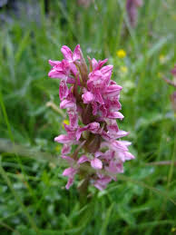 Attēlu rezultāti vaicājumam “Dactylorhiza incarnata flower”