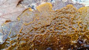 Attēlu rezultāti vaicājumam “Badhamia utricularis plasmodium”