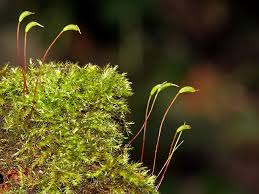 Attēlu rezultāti vaicājumam “Leskea polycarpa sporophyte”