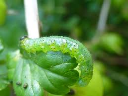 Attēlu rezultāti vaicājumam “Nematus ribesii”