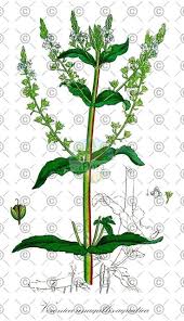 Attēlu rezultāti vaicājumam “Veronica anagallis-aquatica fruit”