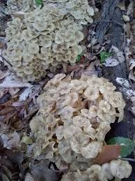Attēlu rezultāti vaicājumam “Polyporus umbellatus”