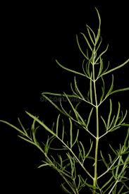 Attēlu rezultāti vaicājumam “Thalictrum lucidum leaf”