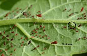 Attēlu rezultāti vaicājumam “Uroleucon hypochoeridis”