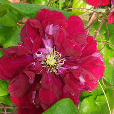 Attēlu rezultāti vaicājumam “Clematis flower”