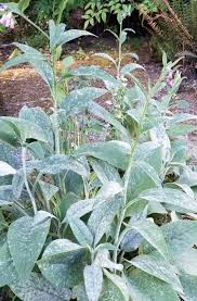 Attēlu rezultāti vaicājumam “Symphytum asperum leaf”