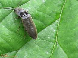 Attēlu rezultāti vaicājumam “Cidnopus aeruginosus”