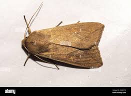 Attēlu rezultāti vaicājumam “Mythimna sp.”