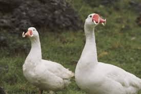 Attēlu rezultāti vaicājumam “Anseriformes”