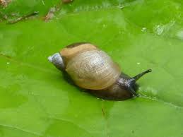 Attēlu rezultāti vaicājumam “Succinea”