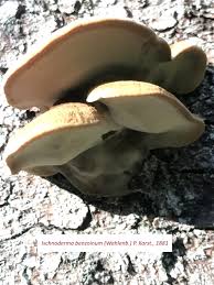 Attēlu rezultāti vaicājumam “Ischnoderma benzoinum”