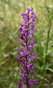 Attēlu rezultāti vaicājumam “Orchis mascula leaf”