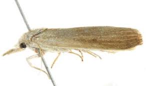 Attēlu rezultāti vaicājumam “Calamotropha paludella”