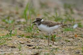 Attēlu rezultāti vaicājumam “Charadrius dubius adult”
