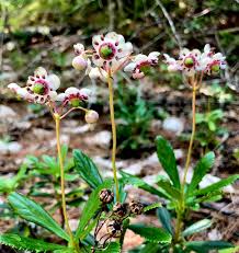 Attēlu rezultāti vaicājumam “Chimaphila umbellata flower”