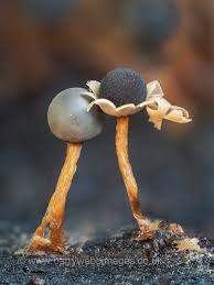 Attēlu rezultāti vaicājumam “Diderma floriforme macro”