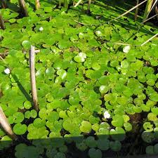 Attēlu rezultāti vaicājumam “Hydrocharis morsus-ranae bud”