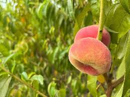 Image result for donut peach