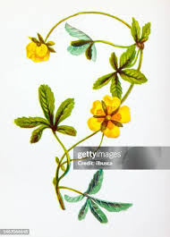 Attēlu rezultāti vaicājumam “Potentilla reptans flower”