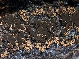 Attēlu rezultāti vaicājumam “Diderma testaceum sessile”