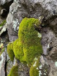 Attēlu rezultāti vaicājumam “Hymenostylium recurvirostrum”