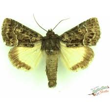 Attēlu rezultāti vaicājumam “Colostygia pectinataria”