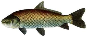 Image result for Ictiobus niger