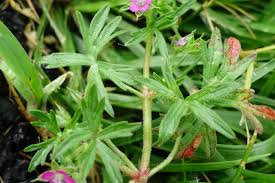 Attēlu rezultāti vaicājumam “Geranium dissectum leaf”