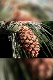 Attēlu rezultāti vaicājumam “Pinus ponderosa fruit”