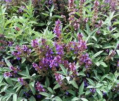 Image result for Salvia officinalis