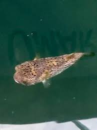 Image result for Diodon hystrix