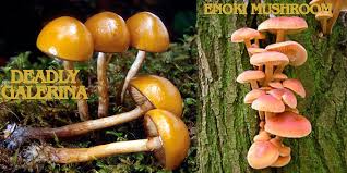 Attēlu rezultāti vaicājumam “Galerina marginata”