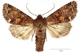 Attēlu rezultāti vaicājumam “Ceramica pisi”