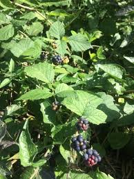 Attēlu rezultāti vaicājumam “Rubus caesius fruit”