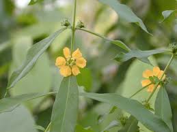 Attēlu rezultāti vaicājumam “Achillea salicifolia leaf”